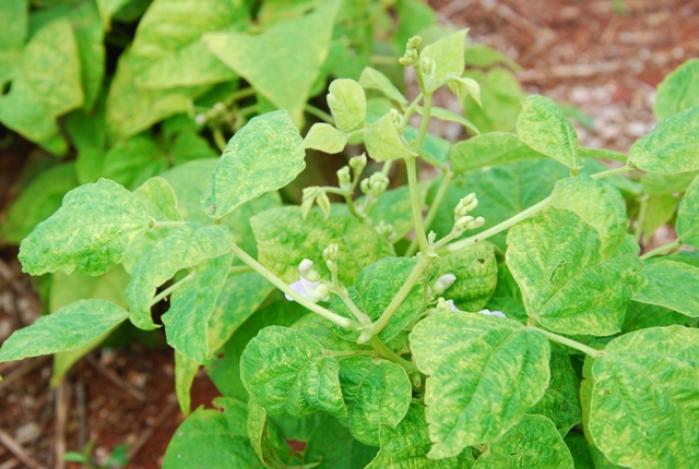 Bioinseticidas para controle da mosca-branca: o que você precisa saber