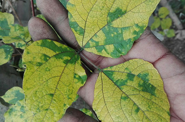 Os melhores inseticidas para o manejo da mosca-branca no feijão