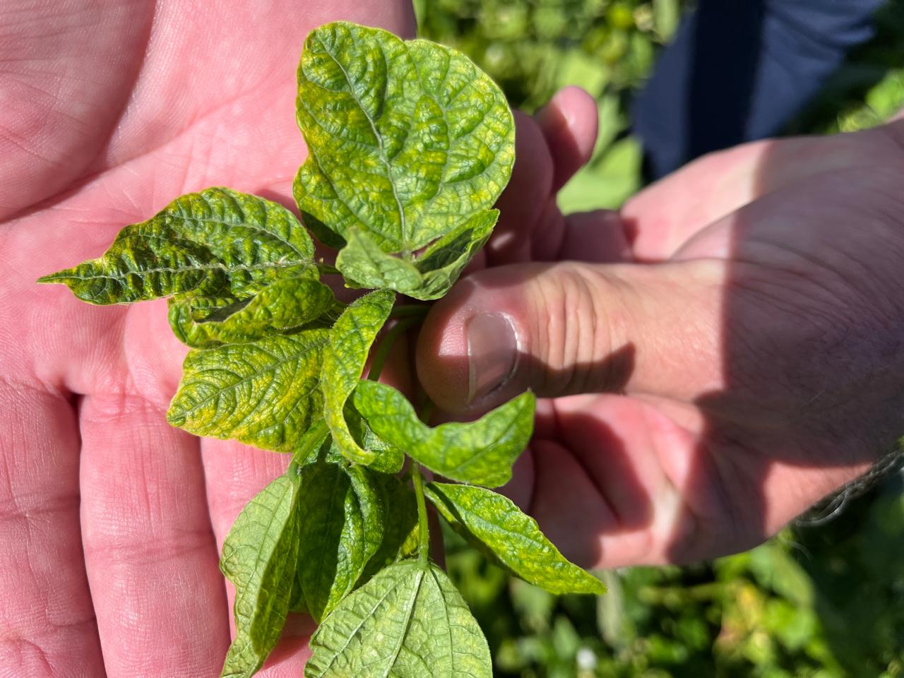 Mosaico dourado do feijão: entenda a doença e suas consequências