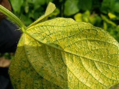 controle do mosaico dourado no feijão
