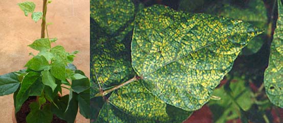 Guia completo de variedades de feijão resistentes ao mosaico dourado