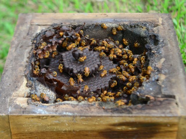 As 5 Espécies de Abelhas Nativas Mais Lucrativas para Meliponicultura
