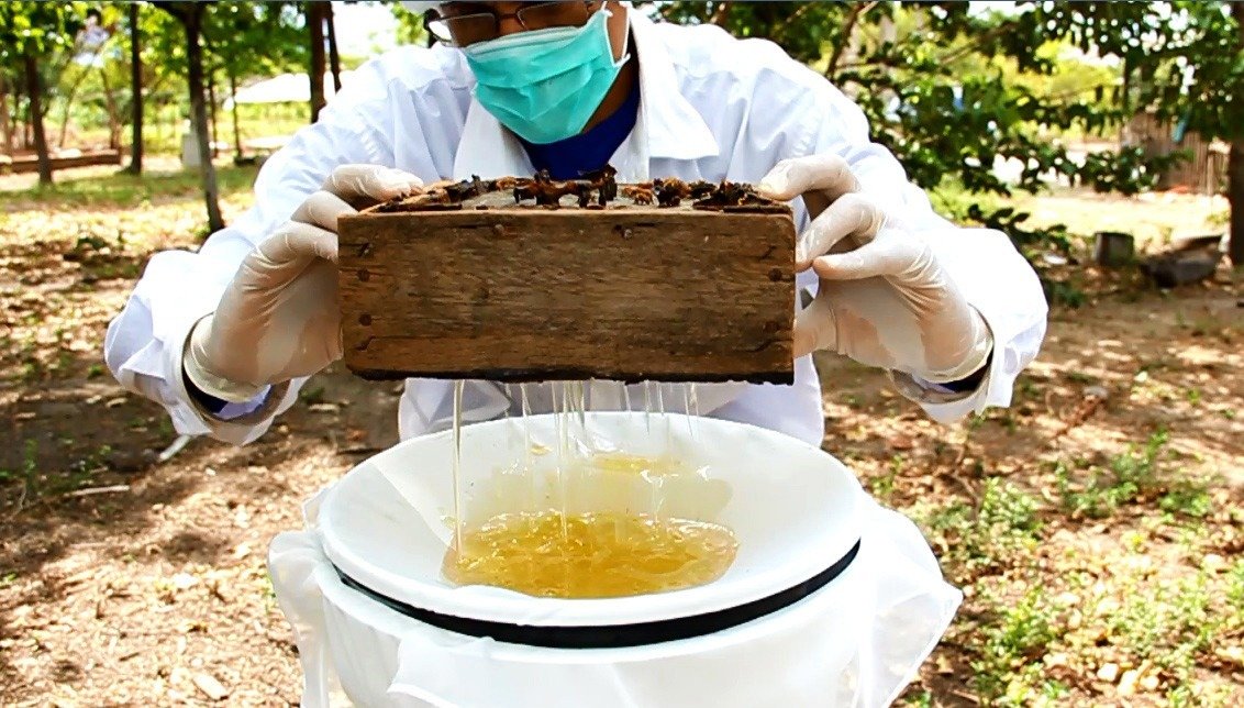 Como Montar um Pasto Melitófilo Ideal para Suas Abelhas Nativas