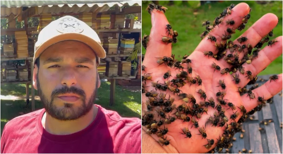criação de abelhas nativas sem ferrão