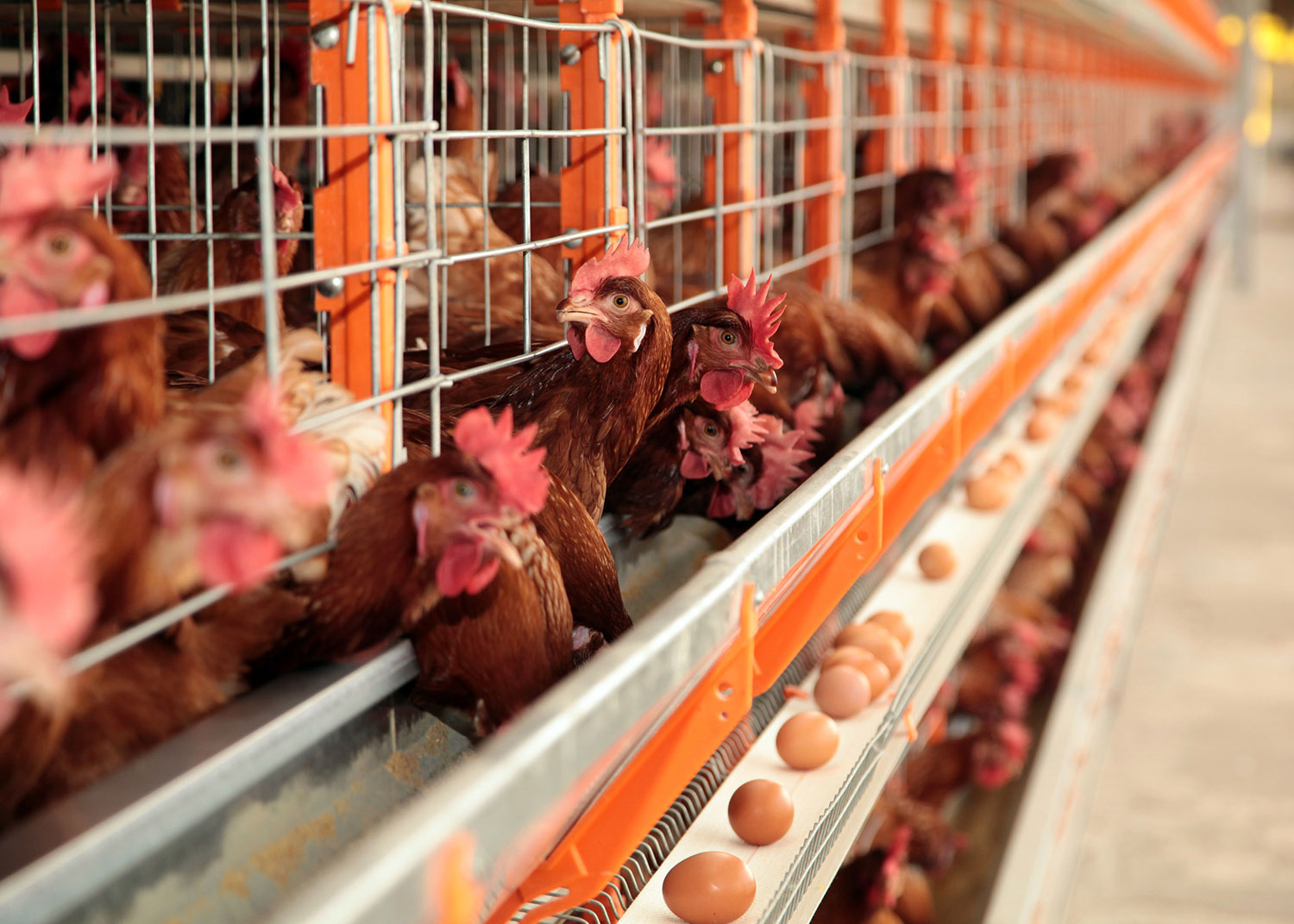 criação de galinhas poedeiras para iniciantes