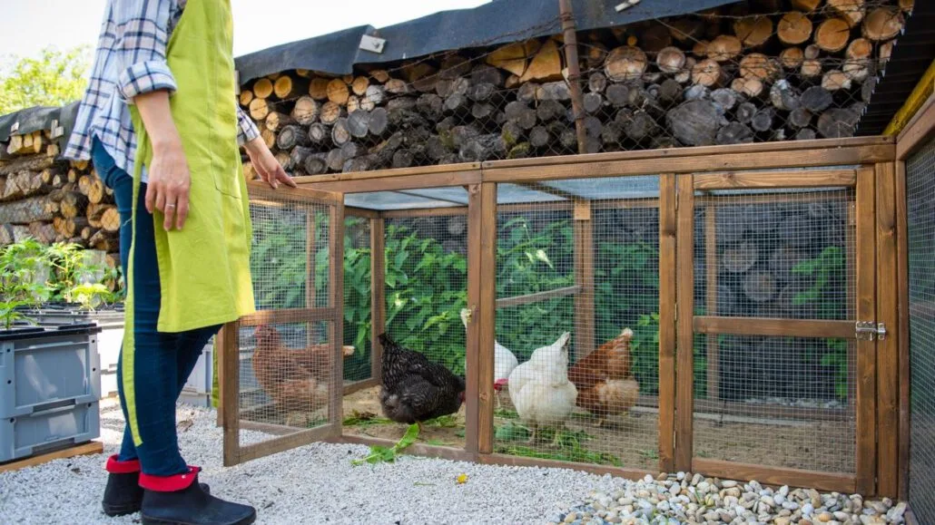 Como Construir um Galinheiro Funcional e Seguro para Galinhas Poedeiras