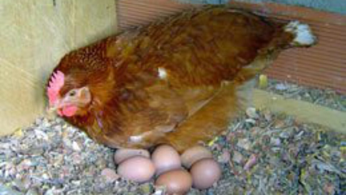 Alimentação Estratégica para Maximizar a Produção de Ovos em Galinhas Poedeiras