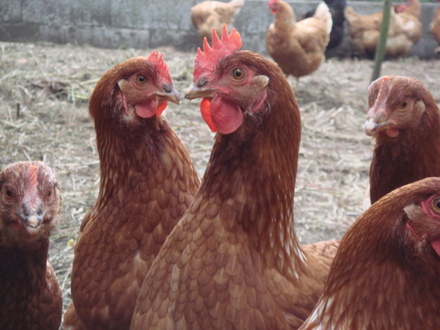 Criação de Galinhas Poedeiras: Um Negócio Lucrativo em Pequena Escala?