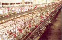 Guia Completo: Escolhendo a Raça Certa para Sua Criação de Galinhas Poedeiras