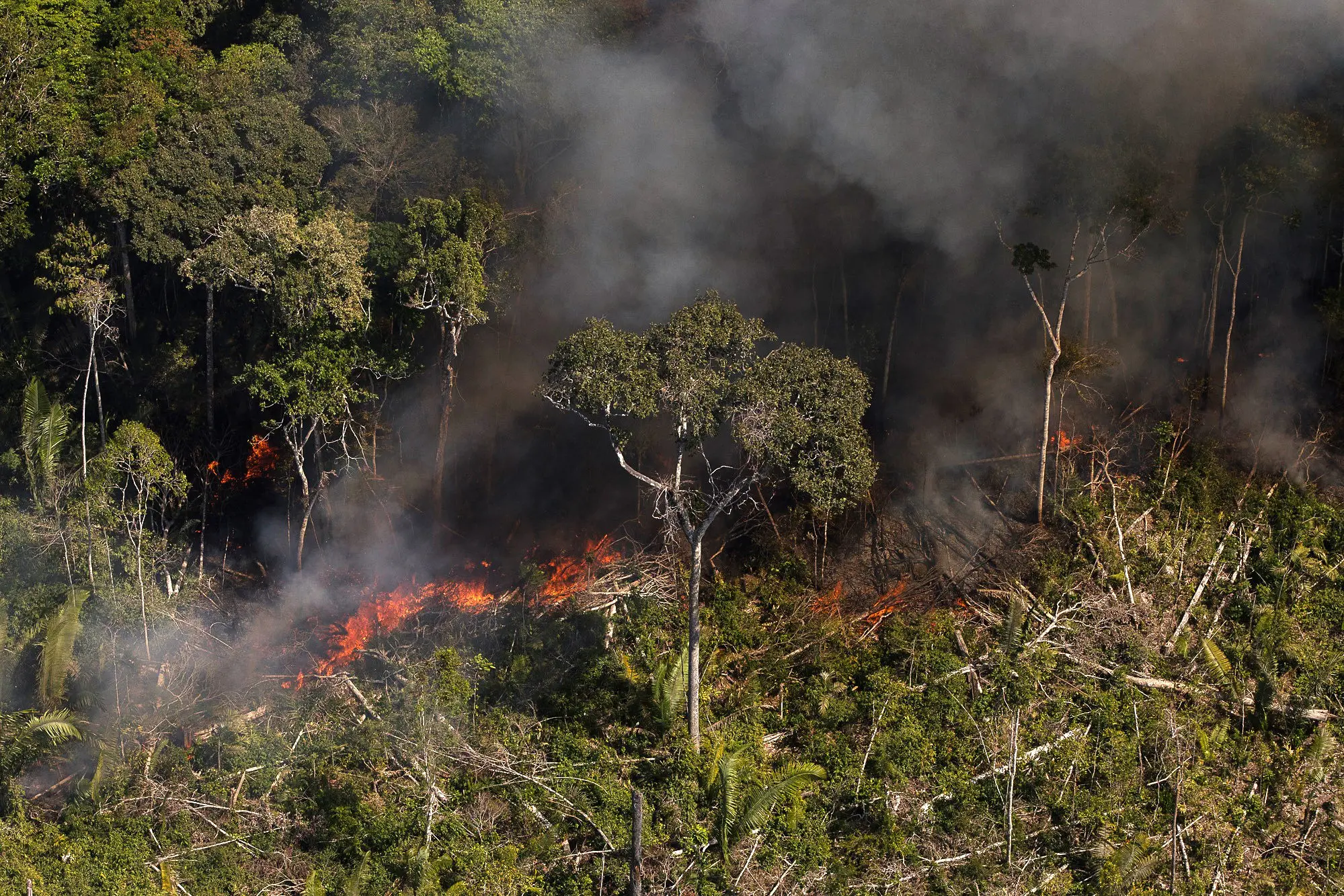 O Impacto das Queimadas Ilegais no Meio Ambiente e na Agricultura