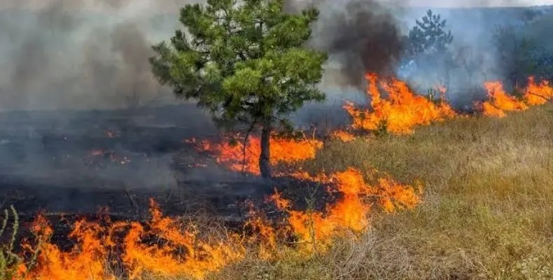 O Papel da Tecnologia na Fiscalização Ambiental do Campo