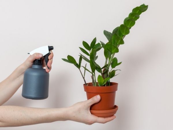 cuidados com zamioculca pouca luz