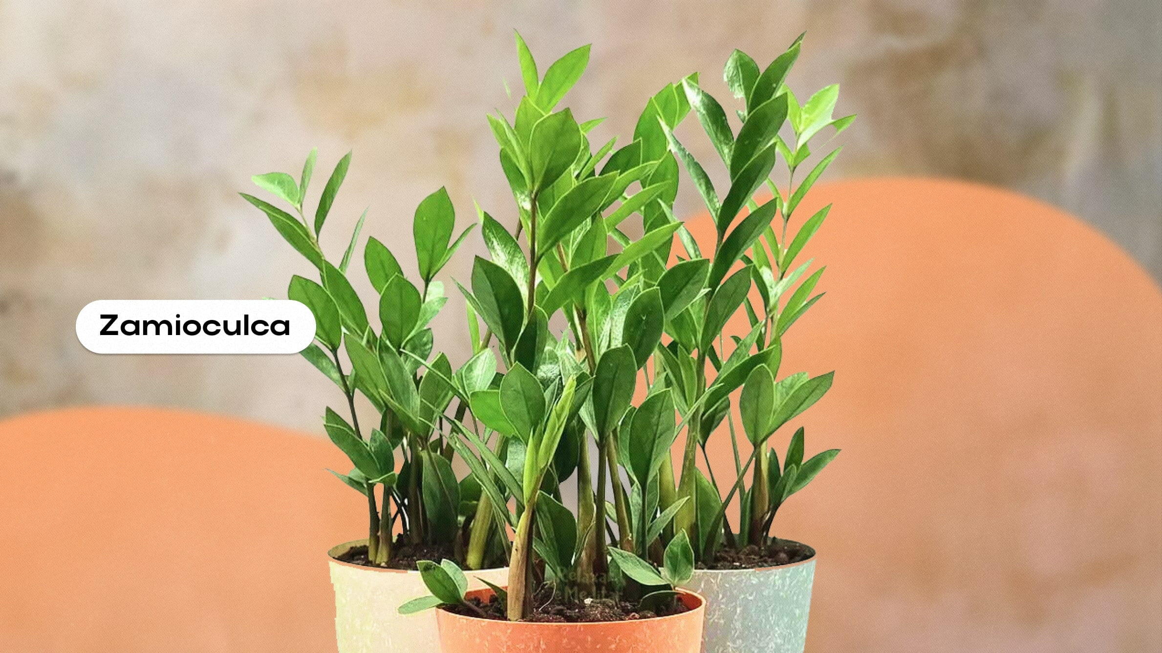 melhores plantas para ambientes com pouca luz