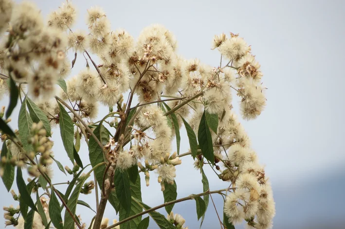 cultivo assa peixe vasos luz difusa