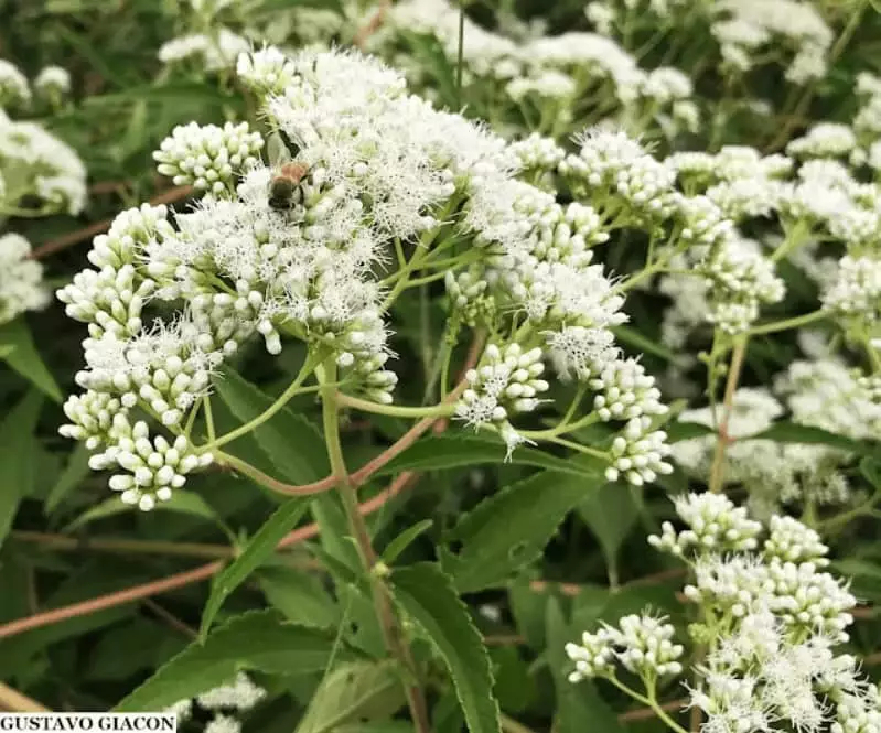 plantas ornamentais para varanda coberta