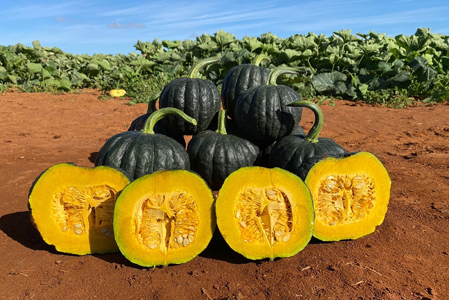 cultivo de abóbora