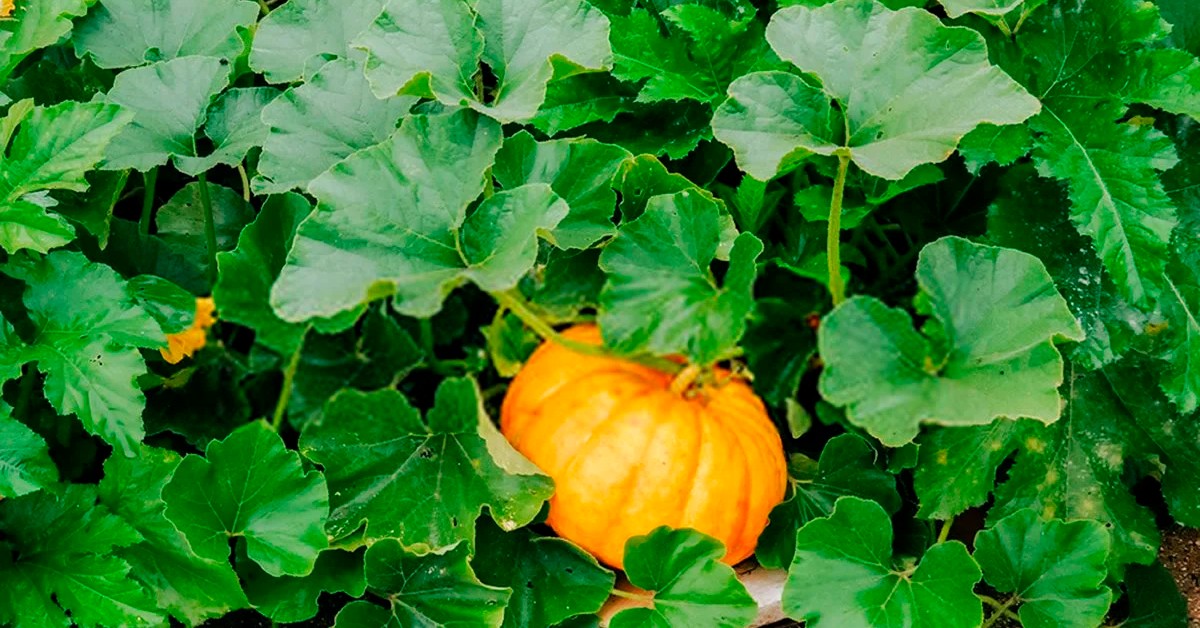 cultivo de abóbora