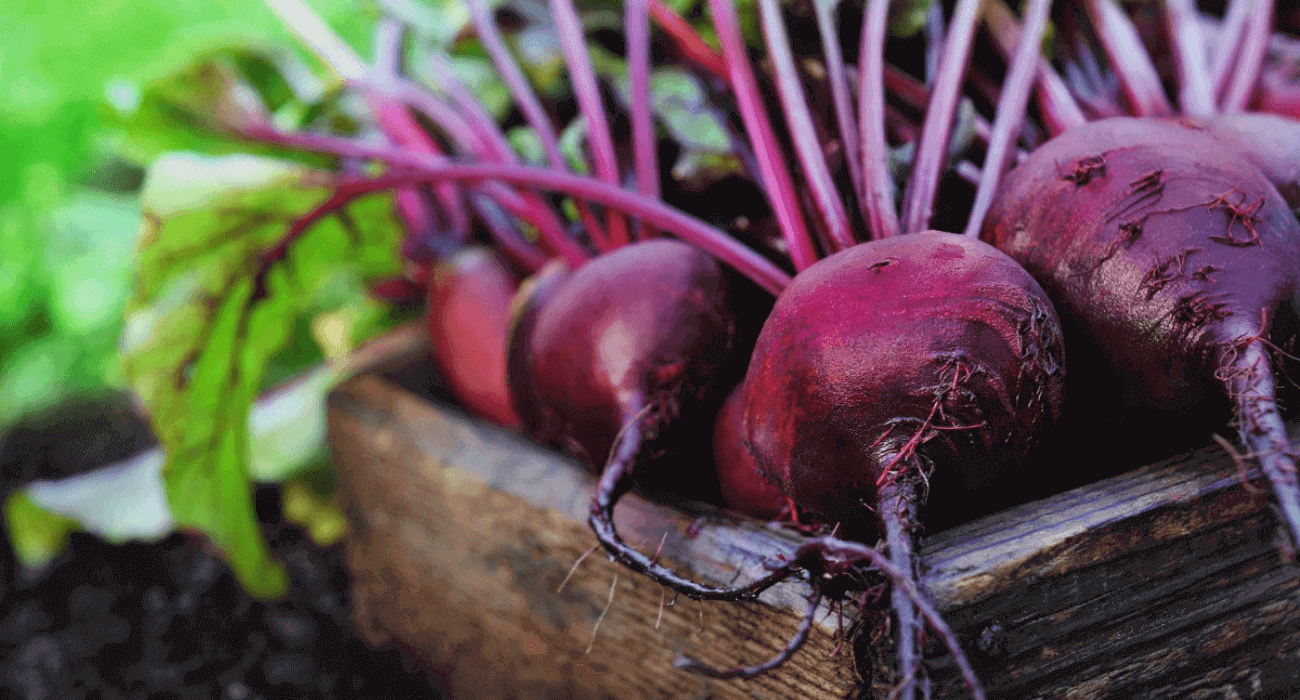 Receitas Saudáveis com Beterraba Fresca