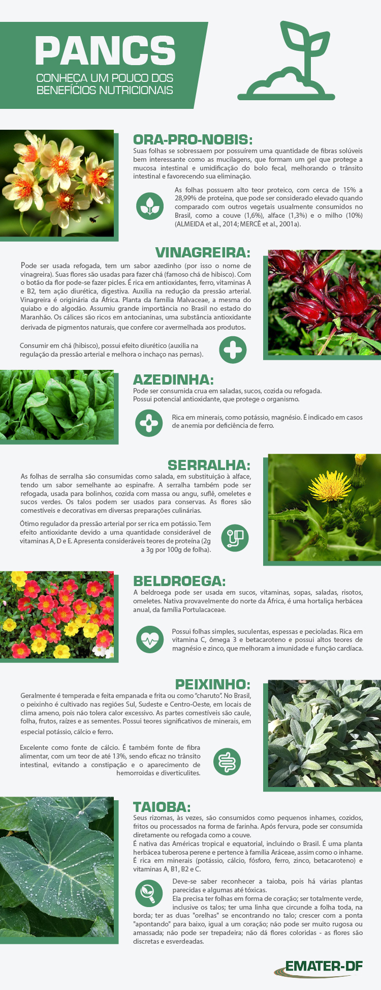 cultivo de hortaliças não convencionais (pancs)