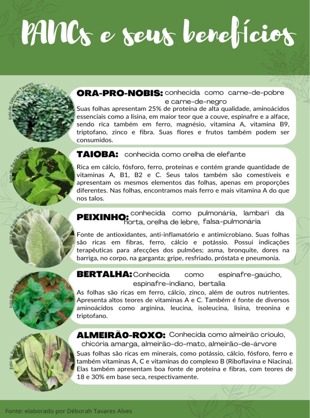 cultivo de hortaliças não convencionais (pancs)