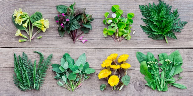 cultivo de hortaliças não convencionais (pancs)