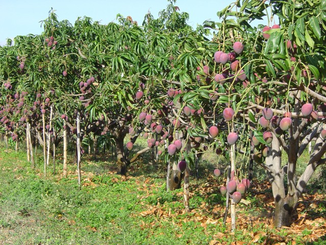 cultivo de manga em pequenas áreas