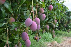 Técnicas de Poda Essenciais para Manter Sua Mangueira Produtiva em Pequenos Espaços