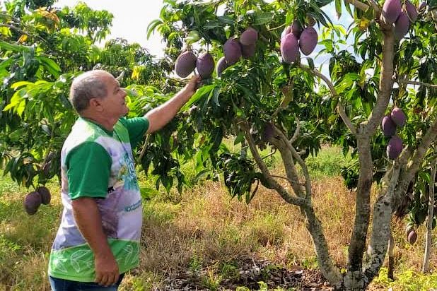 Transforme Seu Quintal: Otimizando o Espaço para o Cultivo de Mangas Adensadas
