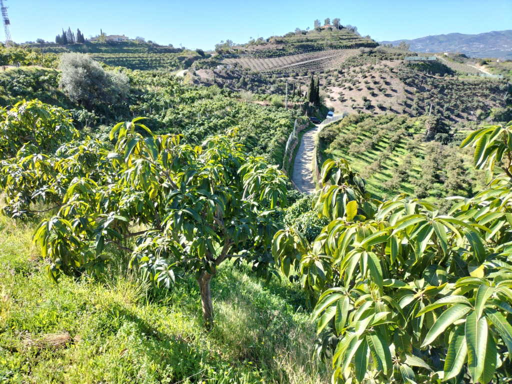 cultivo de manga em pequenas áreas