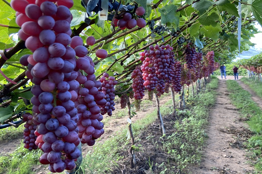 cultivo de uva em pequenas áreas