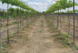 As Melhores Variedades de Uva para Cultivar em Vasos