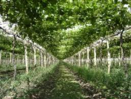 Como Escolher o Vaso Ideal para sua Parreira Doméstica