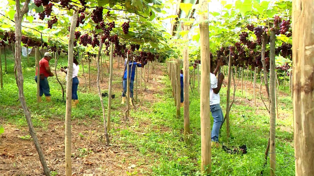 Adubação Orgânica para Uvas: Aumente sua Produção