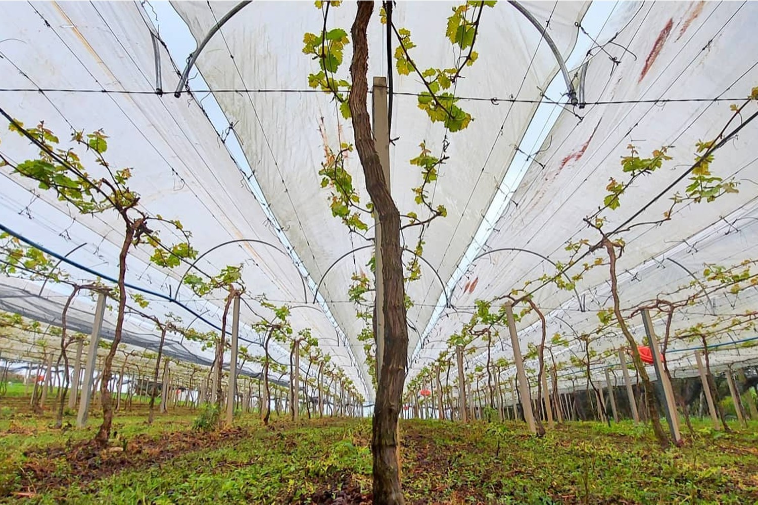Protegendo sua Videira de Pragas e Doenças Comuns