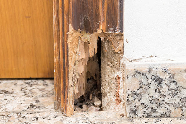 cupim na porta de madeira