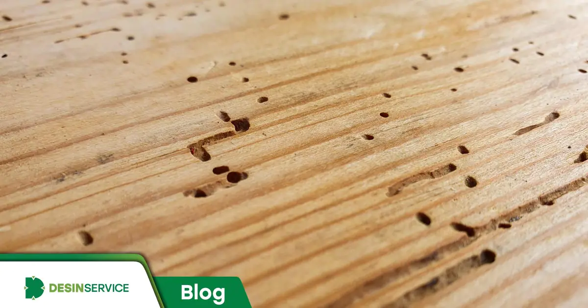 Cupim de Solo vs. Cupim de Madeira Seca: Saiba Identificar e Combater