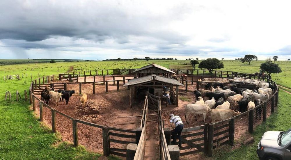 curral de manejo funcional