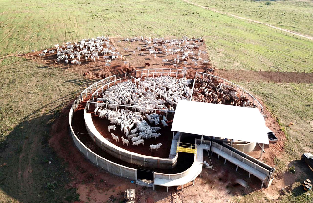 Segurança para vaqueiros: A importância do curral anti-estresse