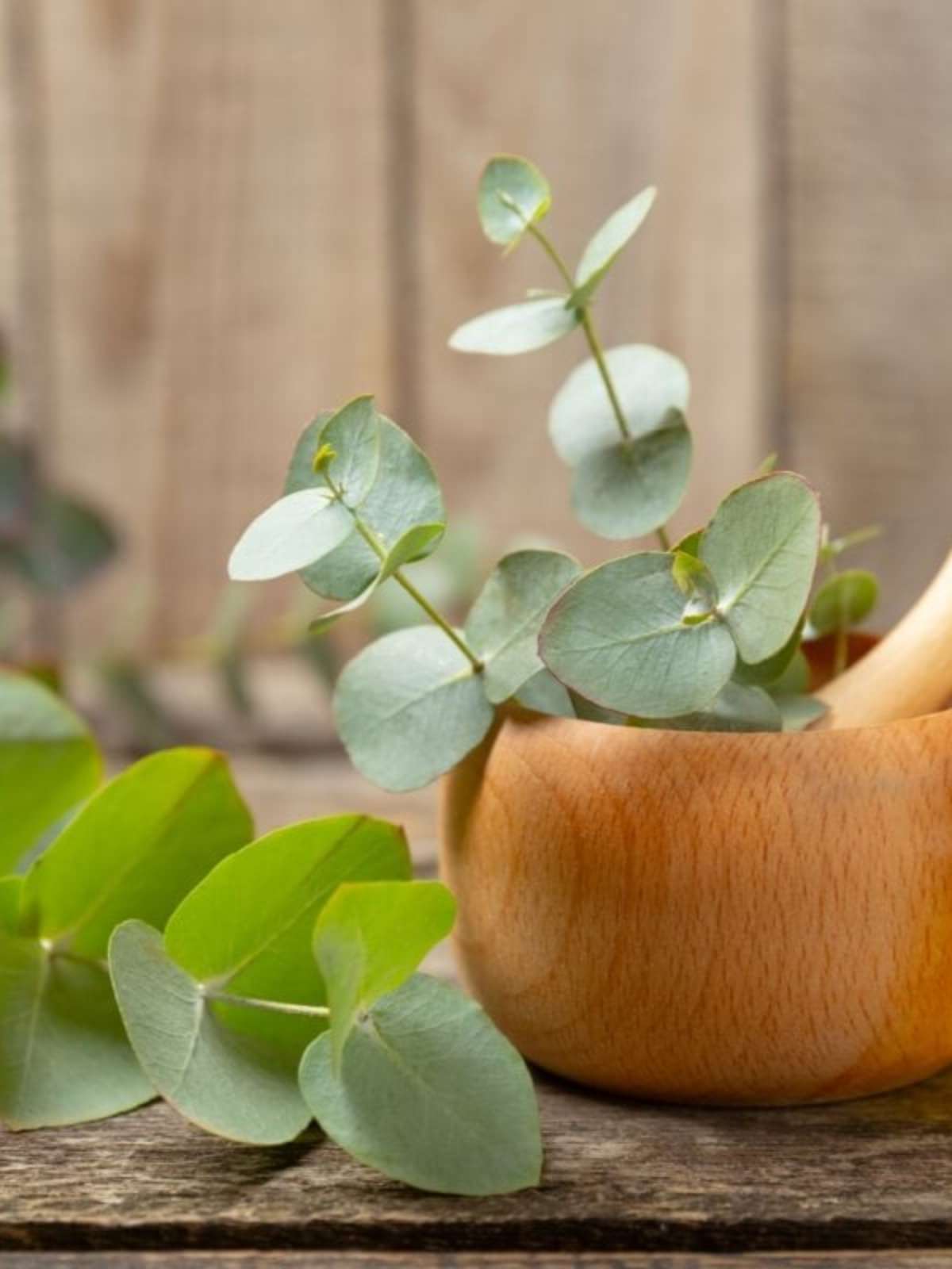 eucalipto natural ou artificial qual o melhor para sua casa