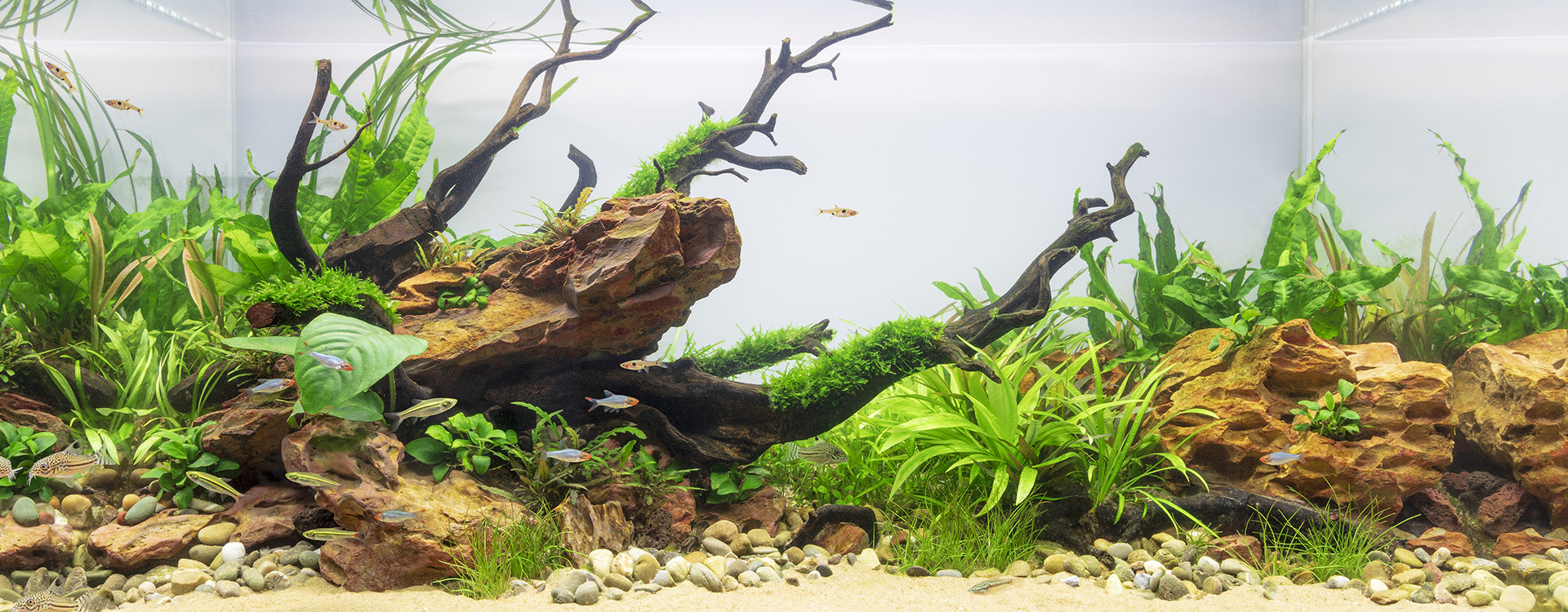 cultivo assa peixe vasos luz difusa