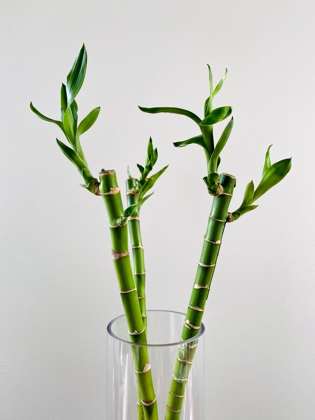 erros comuns ao usar bambu na decoração