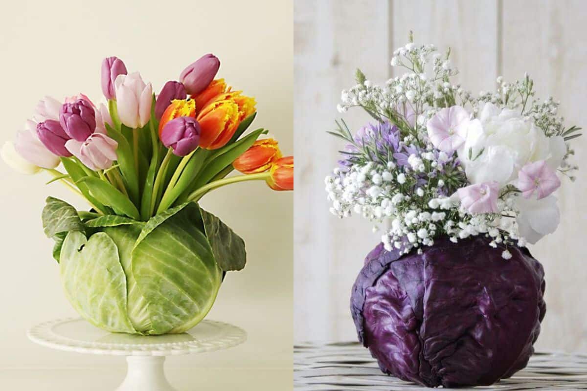 repolho ornamental vs couve flor na decoração