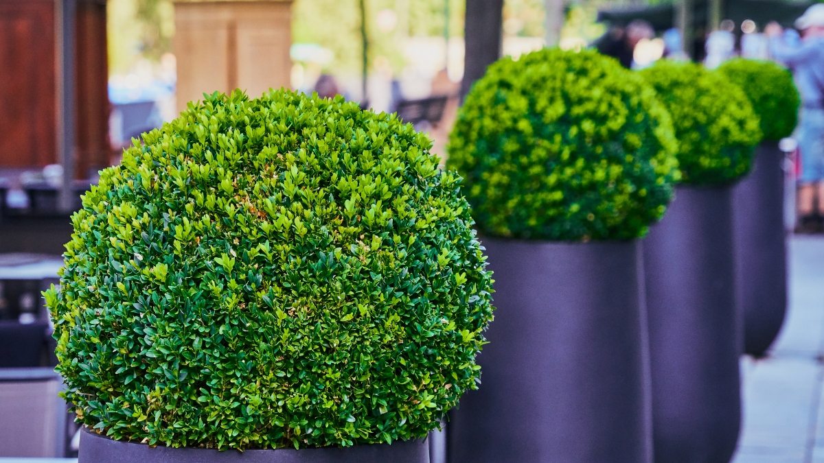 quanto custa plantar buxinho no jardim