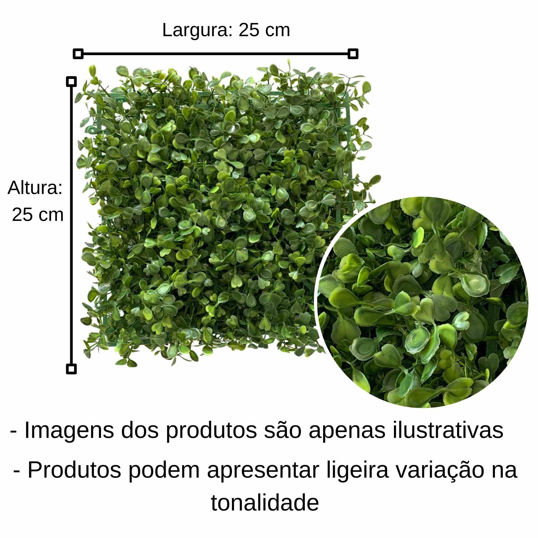 buxinho vs boxwood qual a diferença