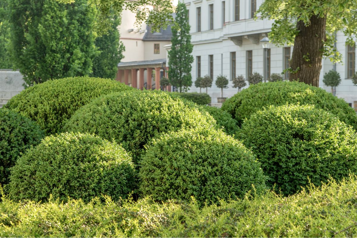 quanto custa plantar buxinho no jardim