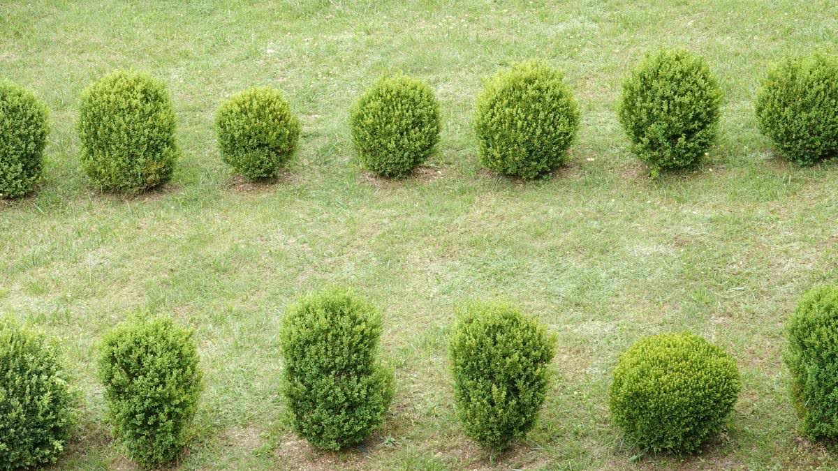 decoração de jardim com buxinho