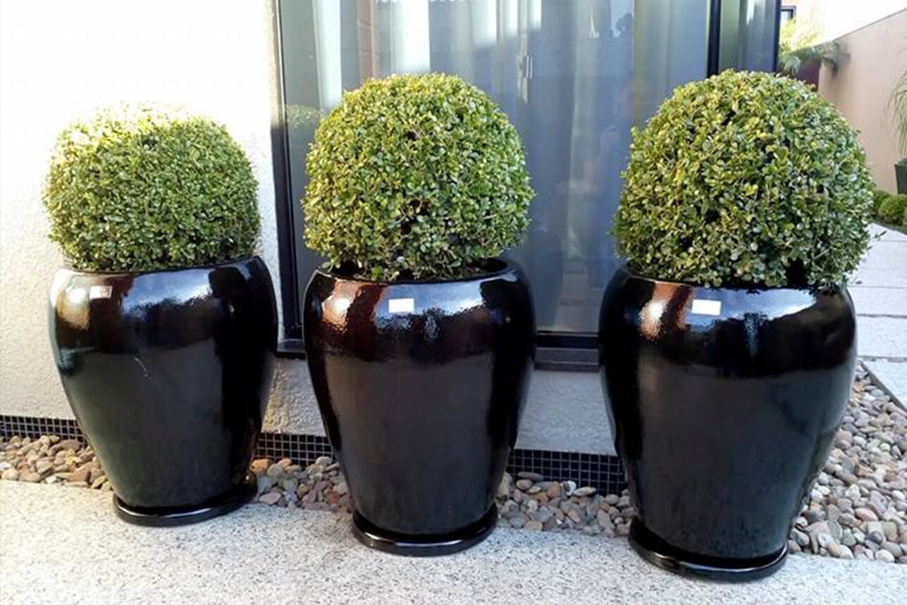 buxinho vs boxwood qual a diferença