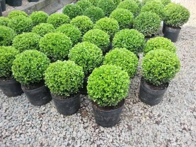 ideias de decoração de jardim com buxinho