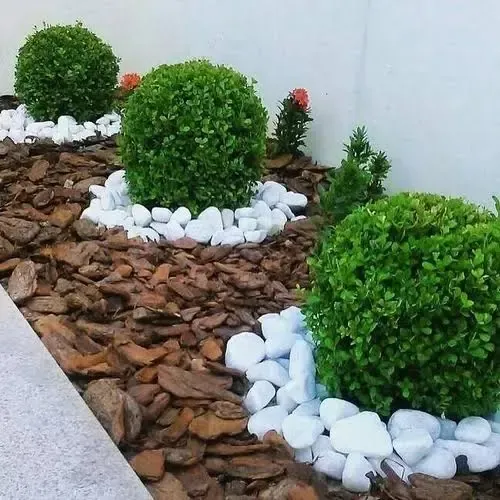 erros comuns ao cuidar de buxinho no jardim