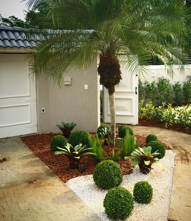 buxinho vs boxwood qual a diferença